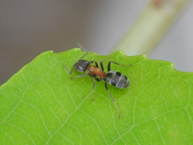Liometopum microcephalum - tölgyfahangya