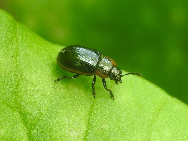 Prasocuris marginella - szegélyes boglárkalevelész
