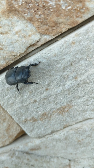 Dorcus parallelipipedus - kis szarvasbogár