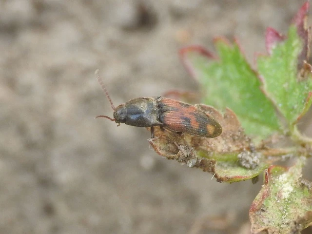 Drasterius bimaculatus - változékony pattanó