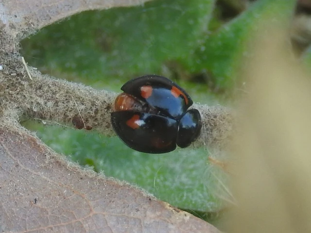 Exochomus quadripustulatus - négyfoltos szerecsenkata