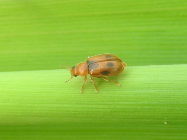 Coccidula scutellata - mocsári félböde