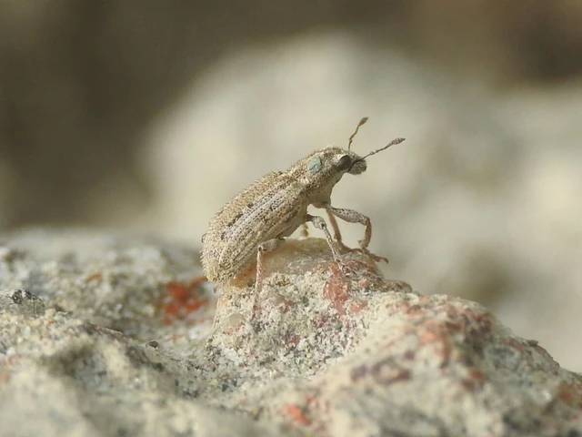 Sitona macularius - borsó-csipkézőbogár
