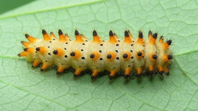 Zerynthia polyxena - farkasalmalepke