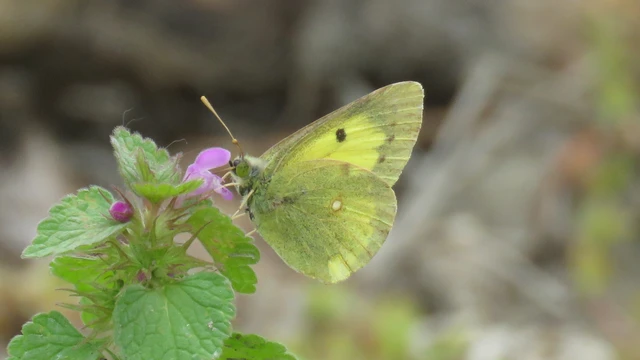 Colias erate - csángó-kéneslepke