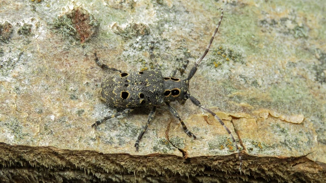 Mesosa curculionoides - szemfoltos cincér Mesosa curculionoides - szemfoltos cincér