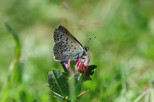 Lycaena tityrus - barna tűzlepke