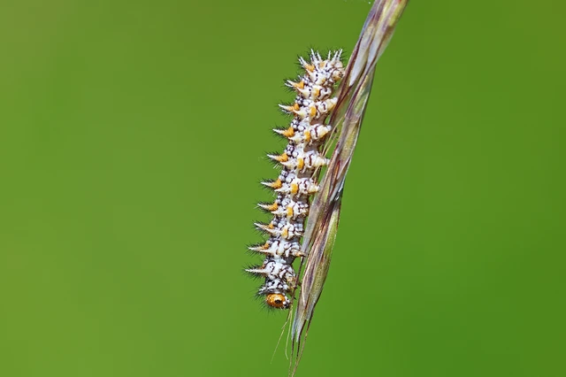 Melitaea didyma - tüzes tarkalepke