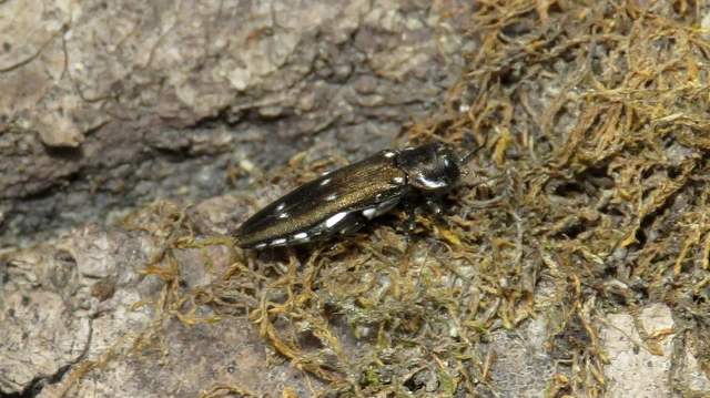 Coleoptera - Bogarak Coleoptera - Bogarak