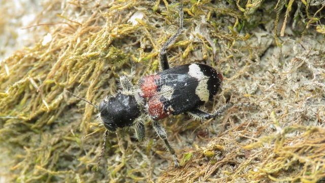 Clerus mutillarius - feketenyakú szúfarkas