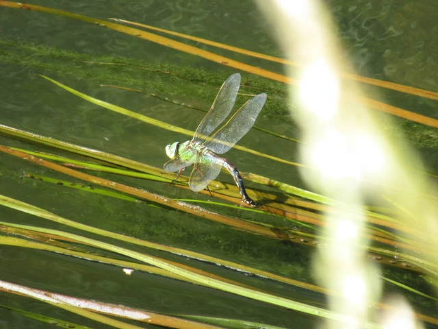Anax imperator - zöld óriásacsa Anax imperator - zöld óriásacsa