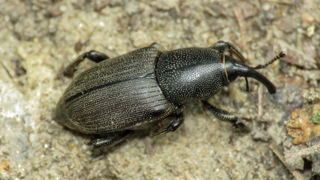 Coleoptera - Bogarak Coleoptera - Bogarak