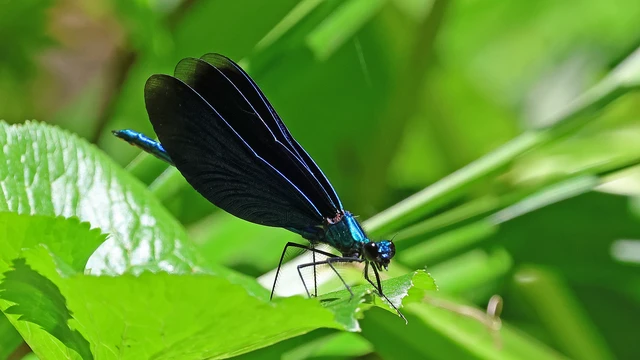 Calopteryx virgo - kisasszony-szitakötő