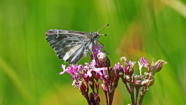 Carcharodus floccifera - pemetefű-busalepke