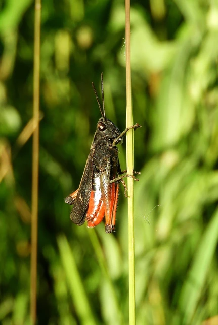 Omocestus rufipes - vöröshasú tarlósáska