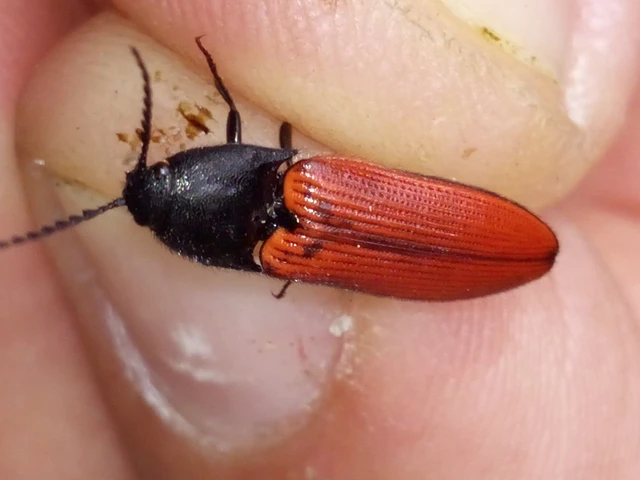 Ampedus
