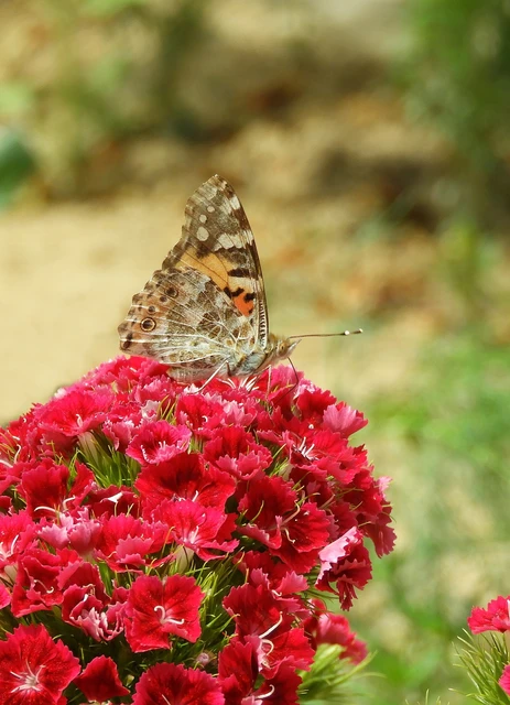 Vanessa cardui - bogáncslepke
