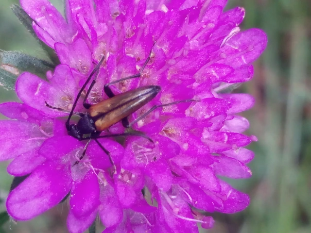 Stenurella