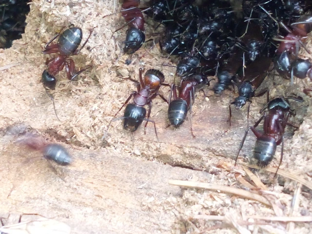 Camponotus ligniperda - faodvasító lóhangya