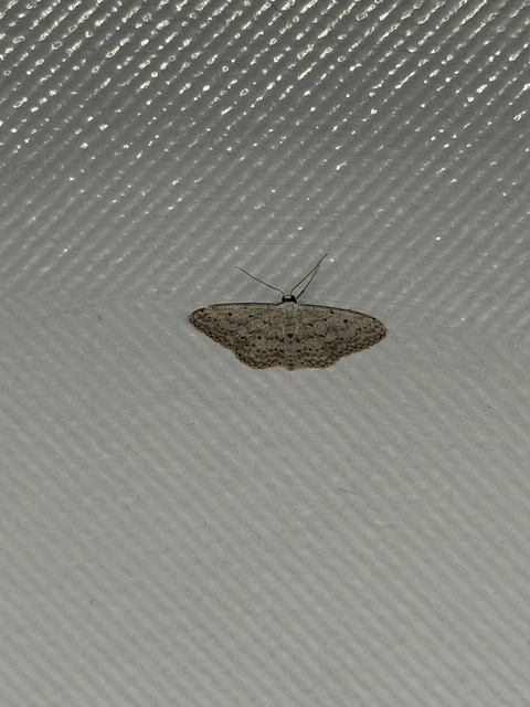 Idaea seriata - szürke apróaraszoló