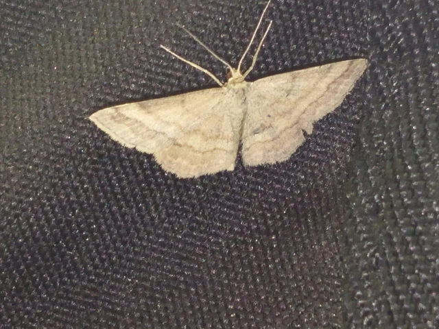 Scopula rubiginata - réti pirosaraszoló