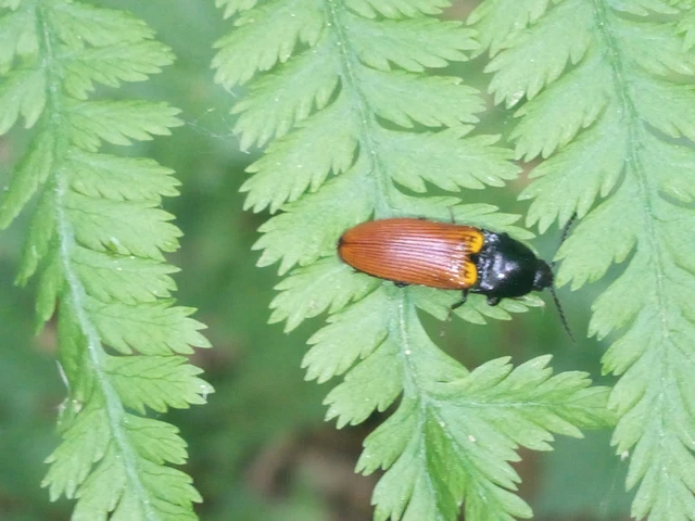 Ampedus
