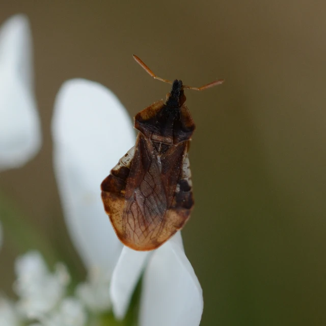 Phymata crassipes - fogólábú poloska