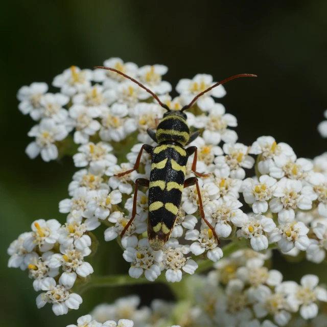 Echinocerus floralis - lucerna-darázscincér