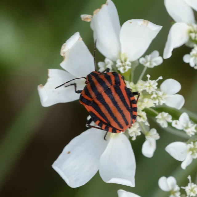 Graphosoma italicum - csíkos pajzsospoloska