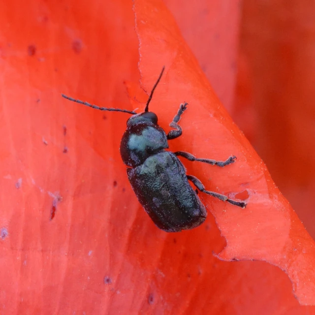 Cryptocephalus