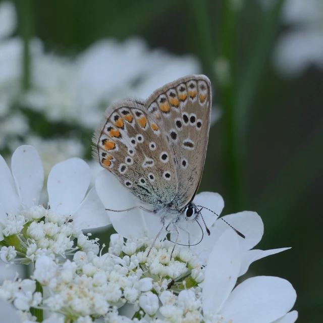 Polyommatus icarus - közönséges boglárka