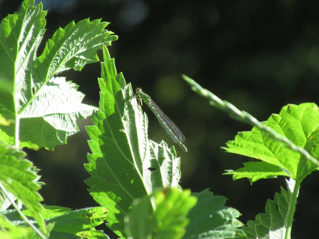 Coenagrion ornatum - díszes légivadász