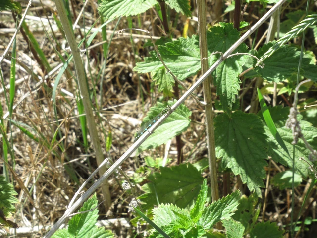 Coenagrion ornatum - díszes légivadász