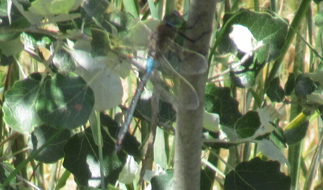 Anax parthenope - barna óriásacsa Anax parthenope - barna óriásacsa