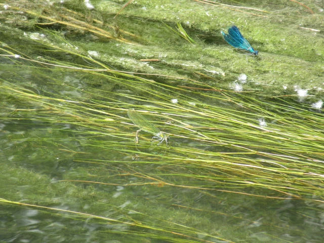 Calopteryx splendens - sávos szitakötő