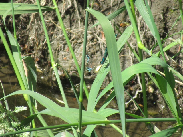 Ischnura elegans pontica - kéköves légivadász