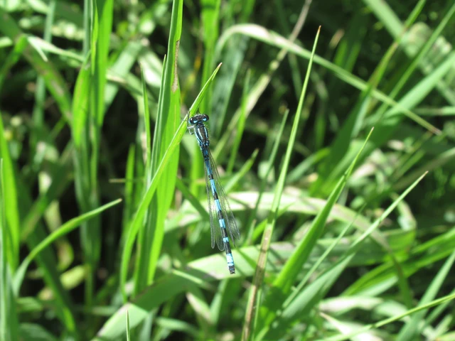 Coenagrion ornatum - díszes légivadász