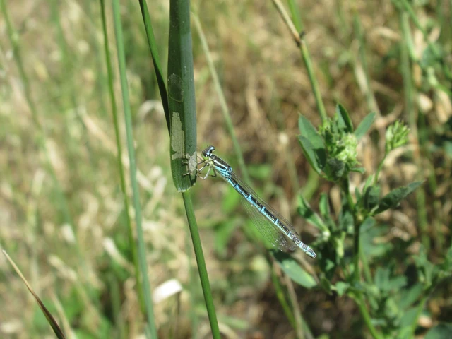 Coenagrion scitulum - mediterrán légivadász
