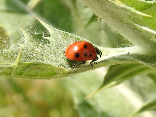 Coccinella septempunctata - hétpettyes katica