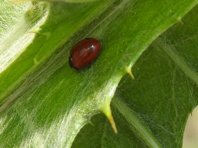 Coccinella undecimpunctata tripunctata - sziki tizenegypettyes katica
