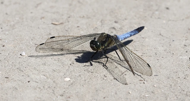Orthetrum cancellatum - feketefarkú pásztorszitakötő