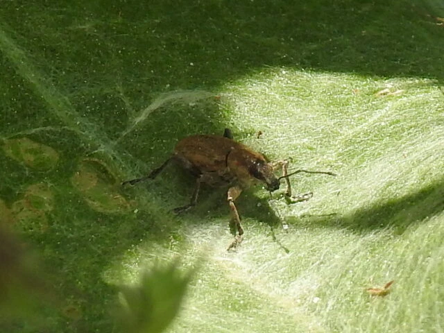 Tanymecus palliatus - közönséges hegyesfarúbarkó