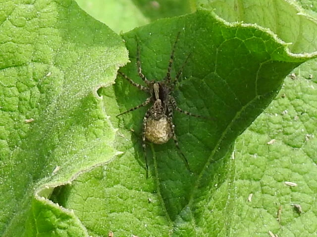 Pardosa