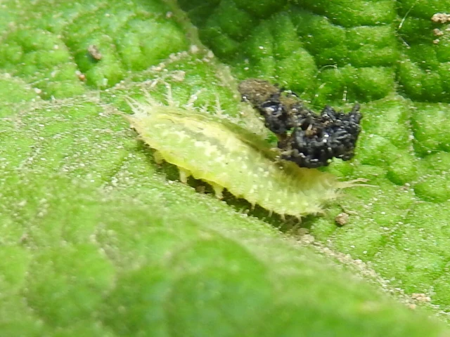 Cassida