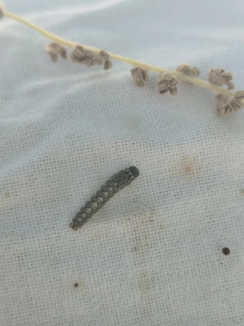 Cryphia algae - sárgászöld zuzmóbagoly