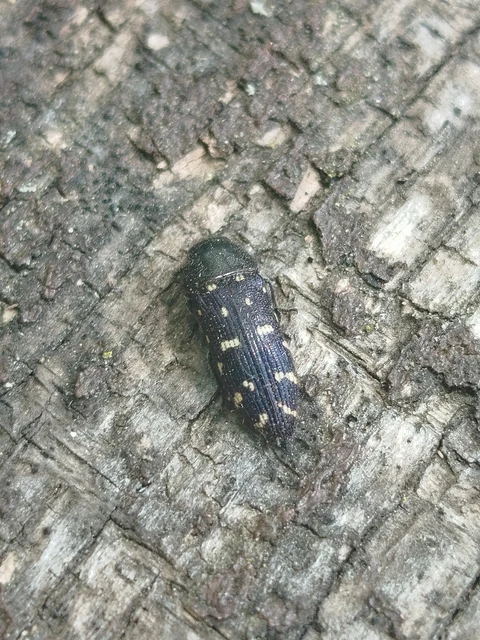 Acmaeodera degener - sárgafoltos zömökdíszbogár