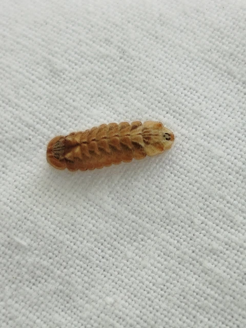 Neozephyrus quercus - tölgyfalepke