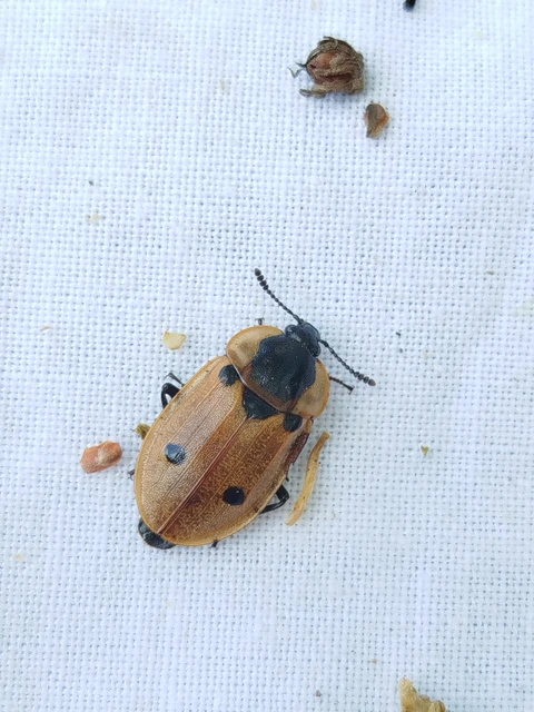 Dendroxena quadrimaculata - négypettyes dögbogár