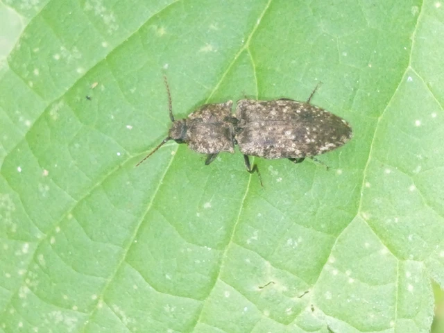 Agrypnus murinus - egérszínű pikkelyespattanó