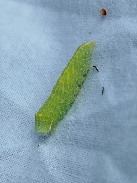 Bena bicolorana - tölgyfa-zöldbagoly